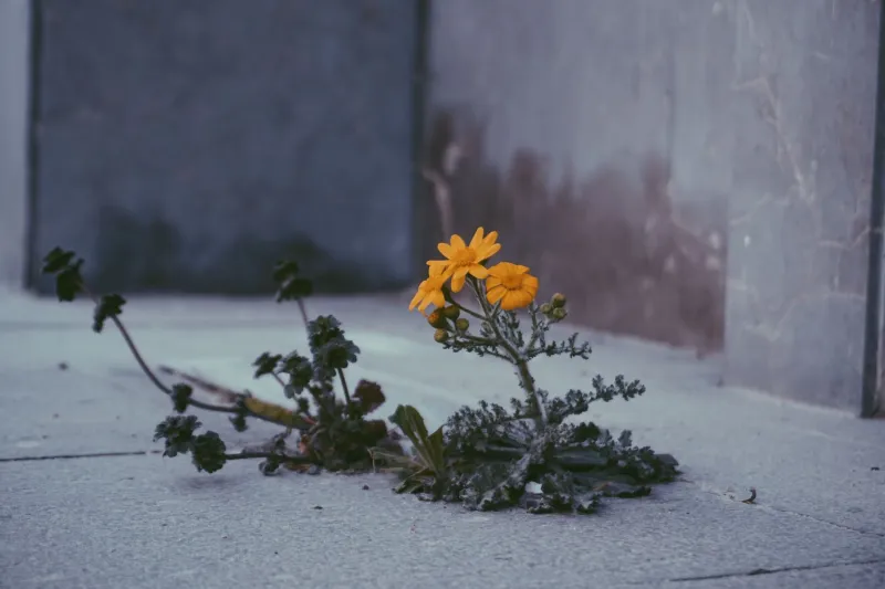 The Wild Things Growing in Your Neighborhood Right Now