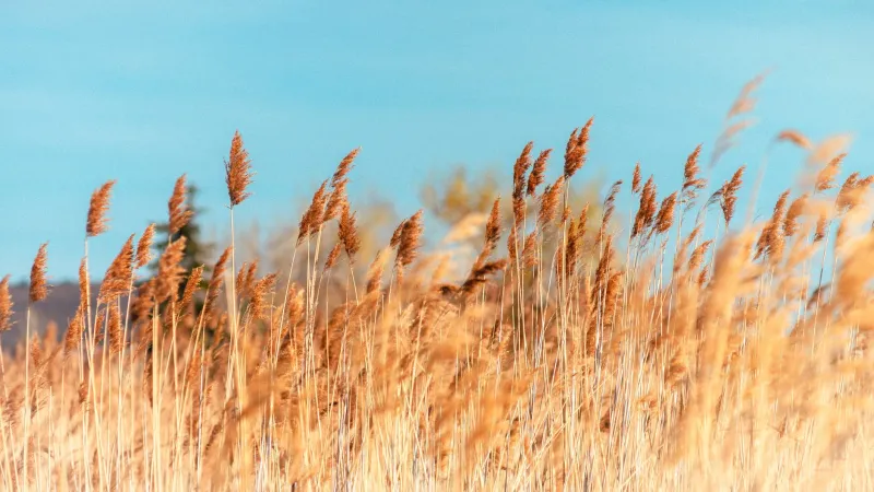 What We Call the Wind: The Words That Reveal How We Live With It
